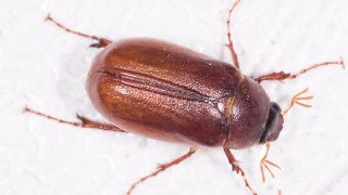 May bug - Copyright © 2017 Mark Etheridge