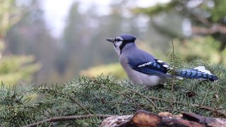 Blue Jay (photo by Sandy Mager - Unsplash)